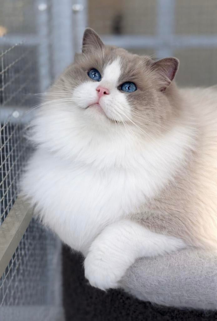 Ter dekking: Ragdoll Blue Bicolor dekkater met stamboom!, 0 tot 2 jaar