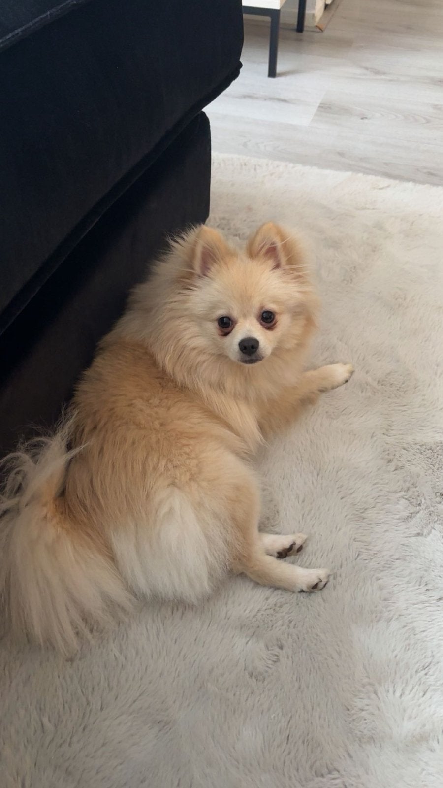 1 jaar oude hond, Dieren en Toebehoren, Honden | Poolhonden, Keeshonden en Oertypen, Keeshond, Reu, 1 tot 2 jaar, Parvo