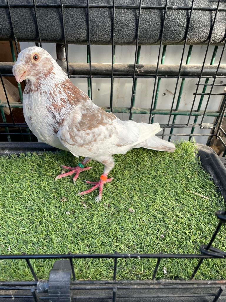Mooie laudino doffer, Dieren en Toebehoren, Vogels | Duiven, Mannelijk, Kropper