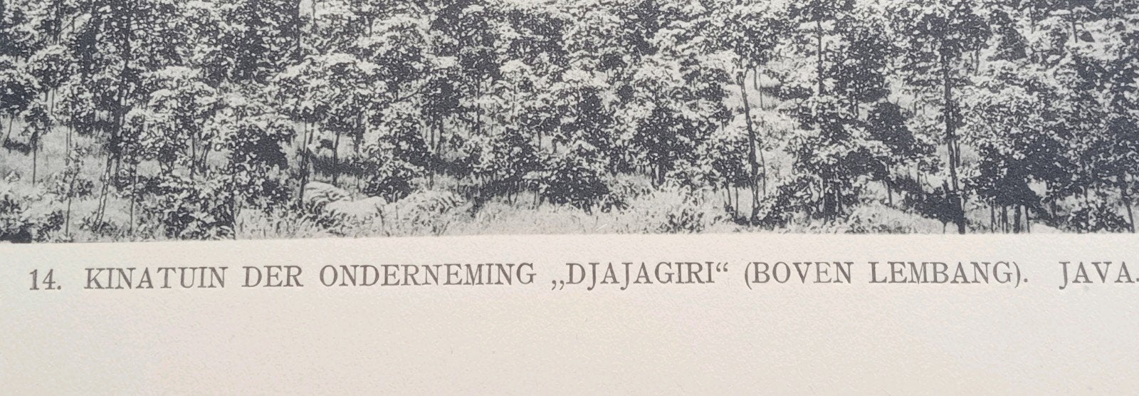 Fotogravure Nederlands-Indië 1910 - Djajagiri Java, Antiek en Kunst, Ophalen of Verzenden, Foto, Fotografie
