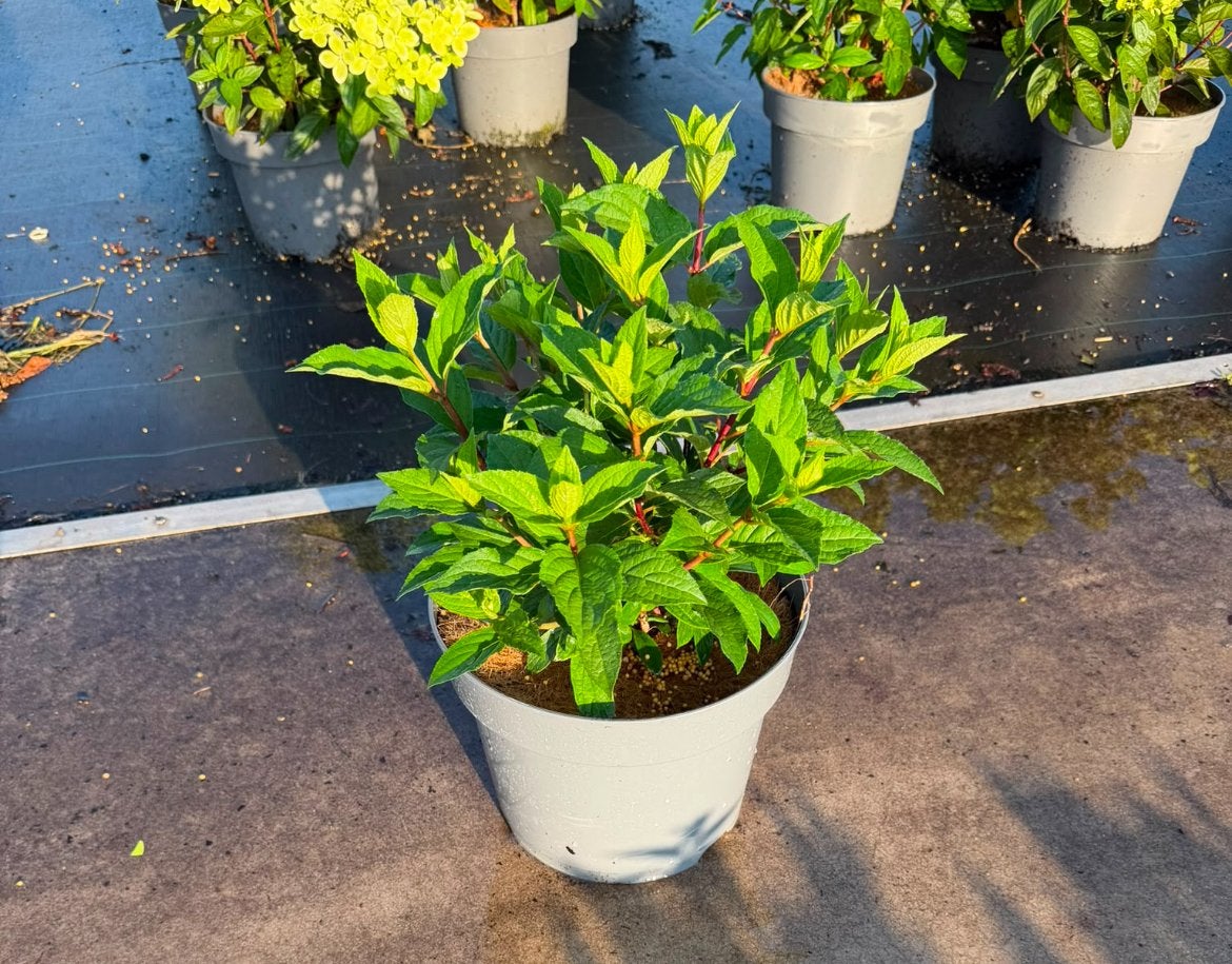 Hydrangea paniculata 'Pinky Winky' / 7,5 liter pot, Ophalen of Verzenden, Overige soorten, Halfschaduw