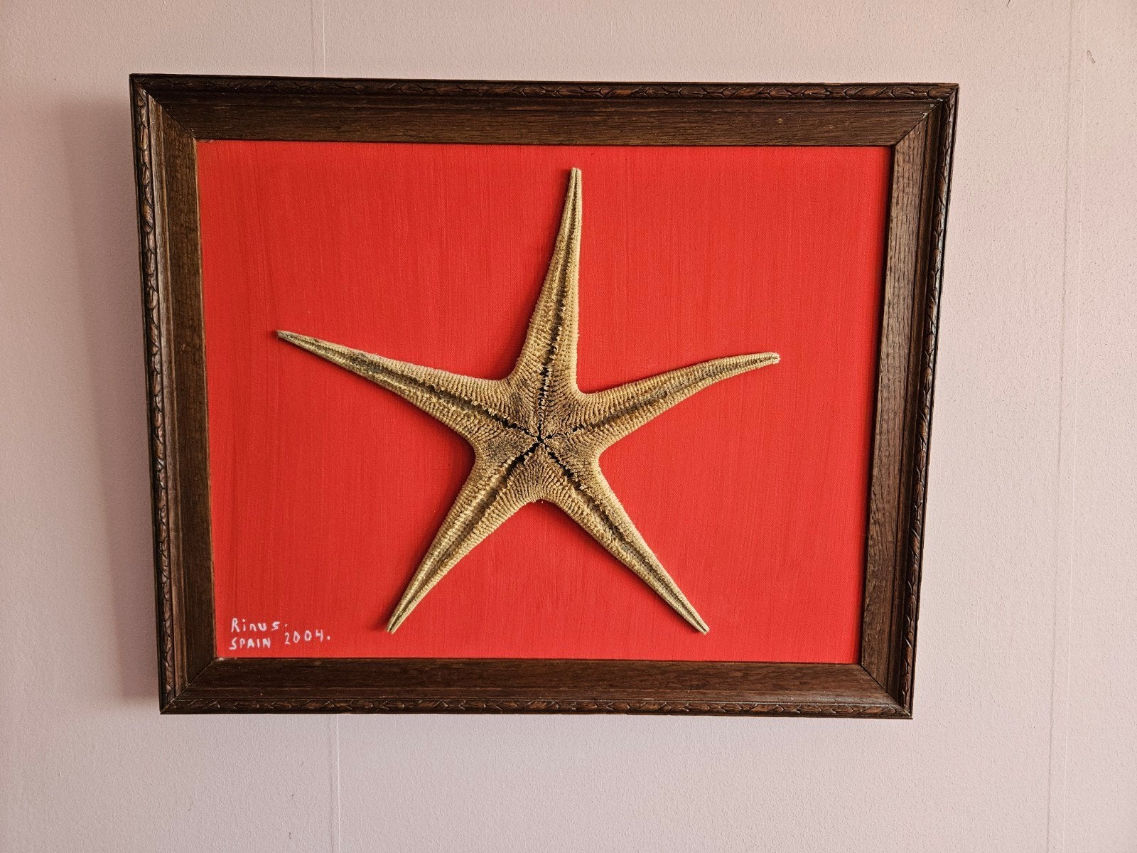 Grote gedroogde zeester in houten lijst (52x42 cm), Ophalen of Verzenden, Zo goed als nieuw, Natuurlijk materiaal, Mediterraans
