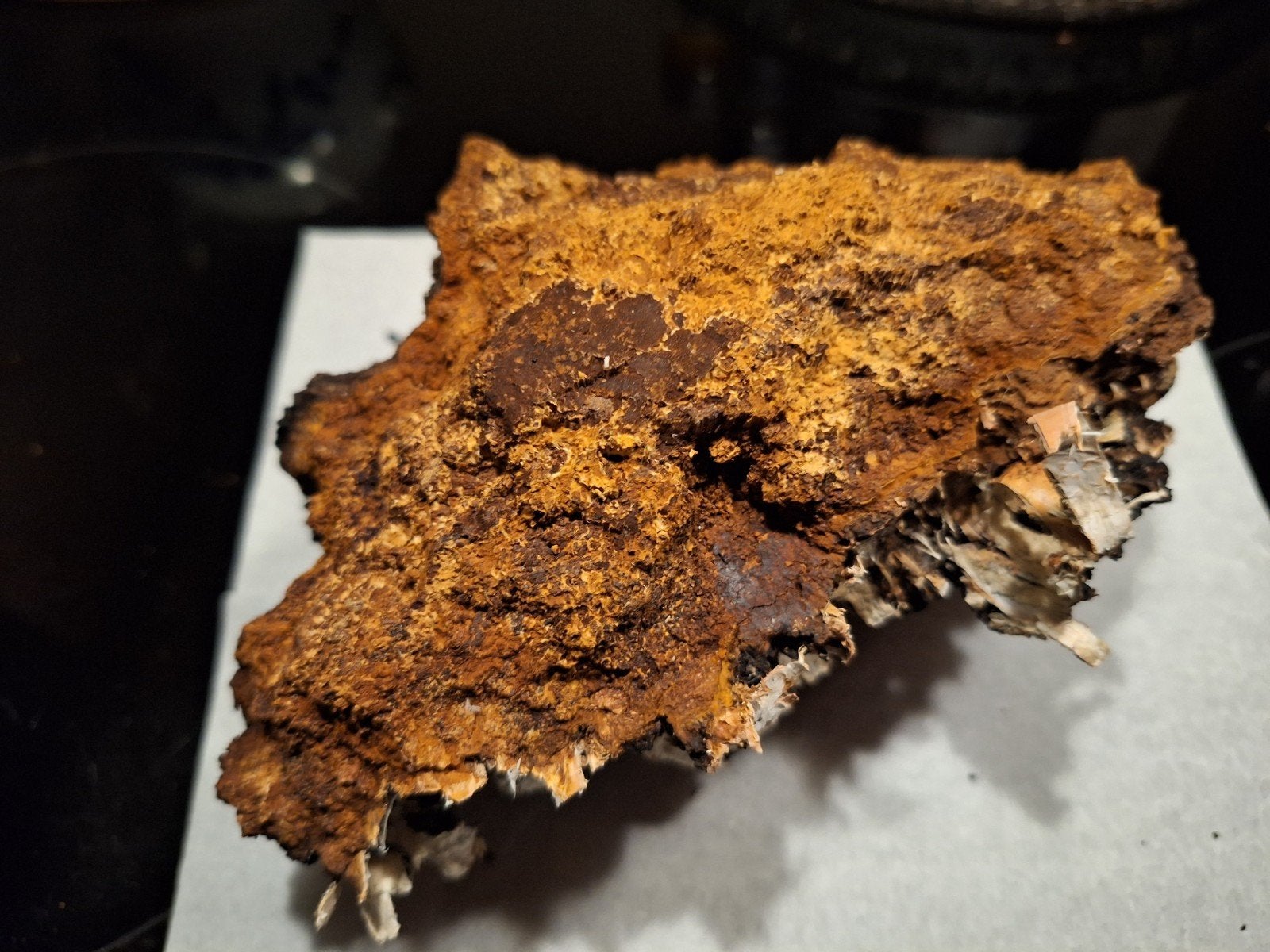 Pure chaga brokken uit Scandinavië. Berkenweerschijnzwam., Ophalen, Nieuw, Overige typen