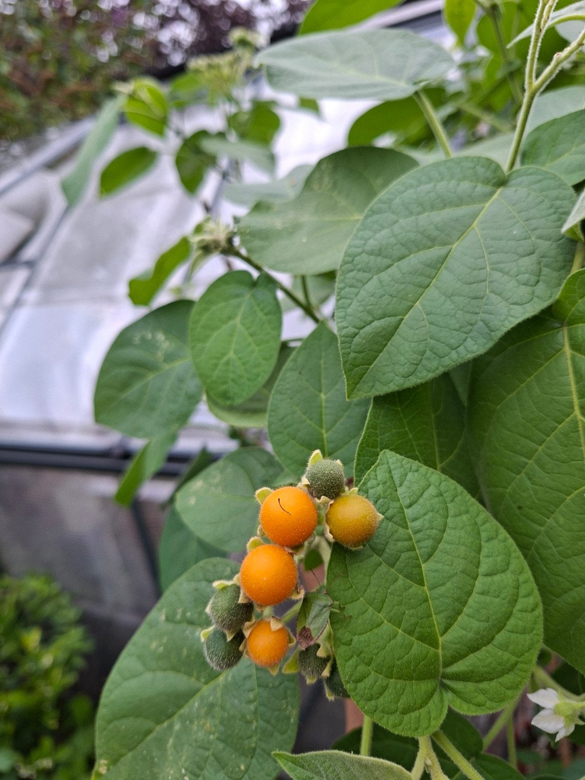 Dwerg Boomtomaat Tamarillo - Exotische Fruitplant, Ophalen, Volle zon, Vaste plant, Zomer