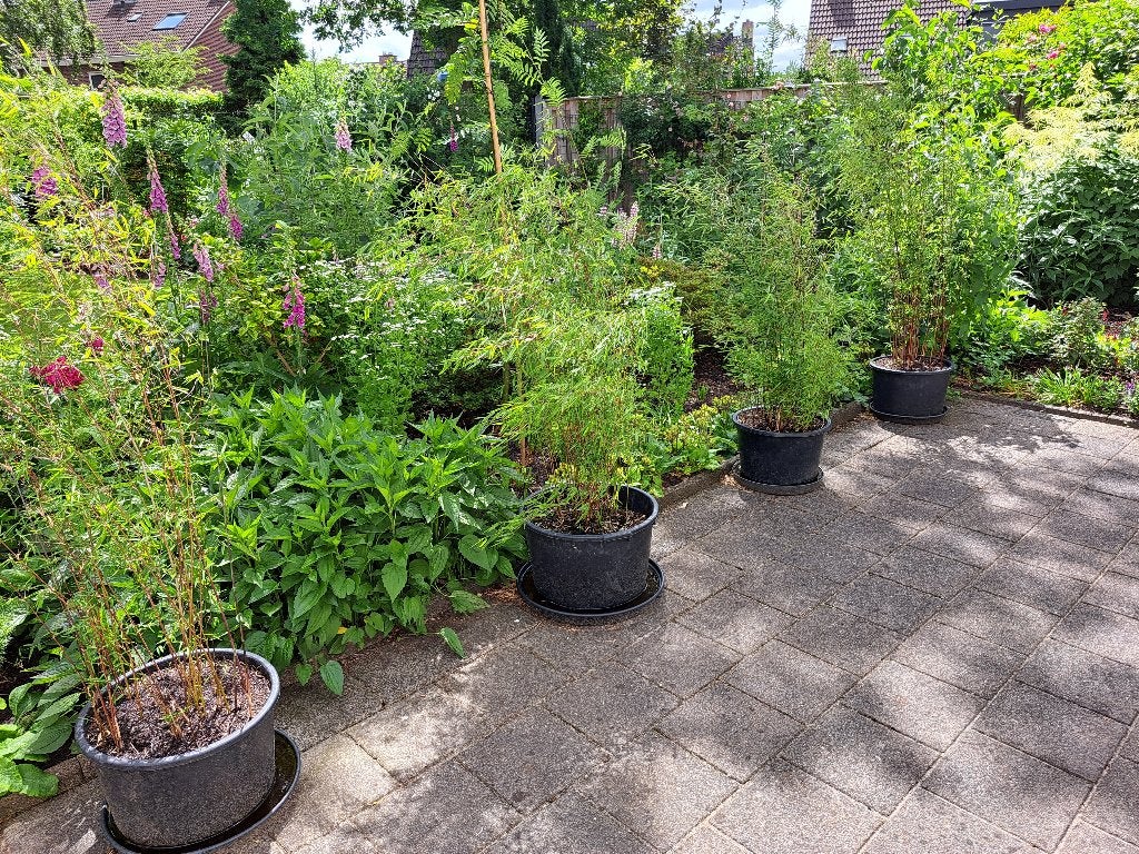 bamboe, bamboeplanten, Ophalen, Bloeit niet, Overige soorten, Halfschaduw