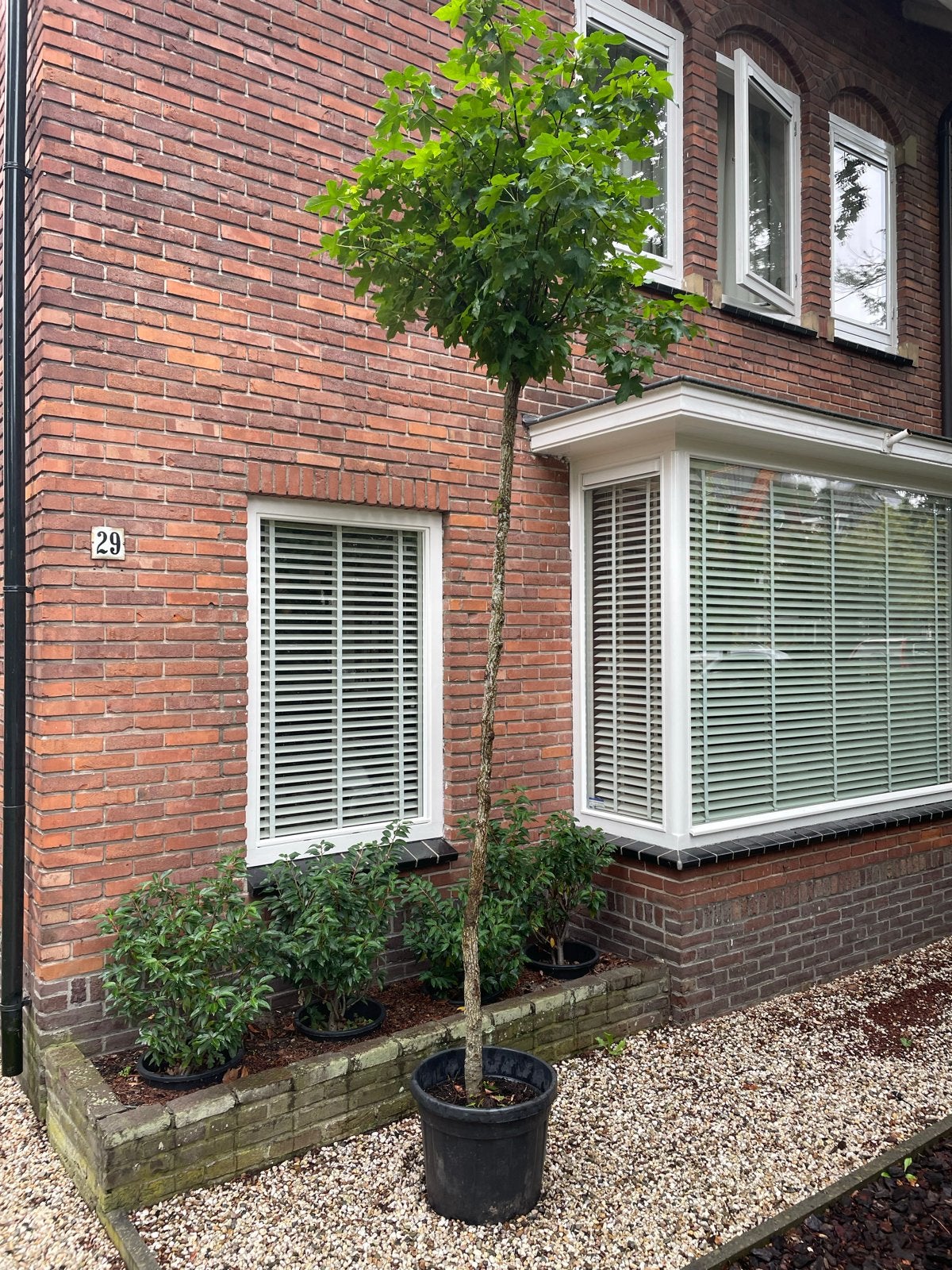 Liquidambar Styraciflua Gum Ball - Bolboom 14/16cm, Bloeit niet, 250 tot 400 cm, Ophalen, Volle zon