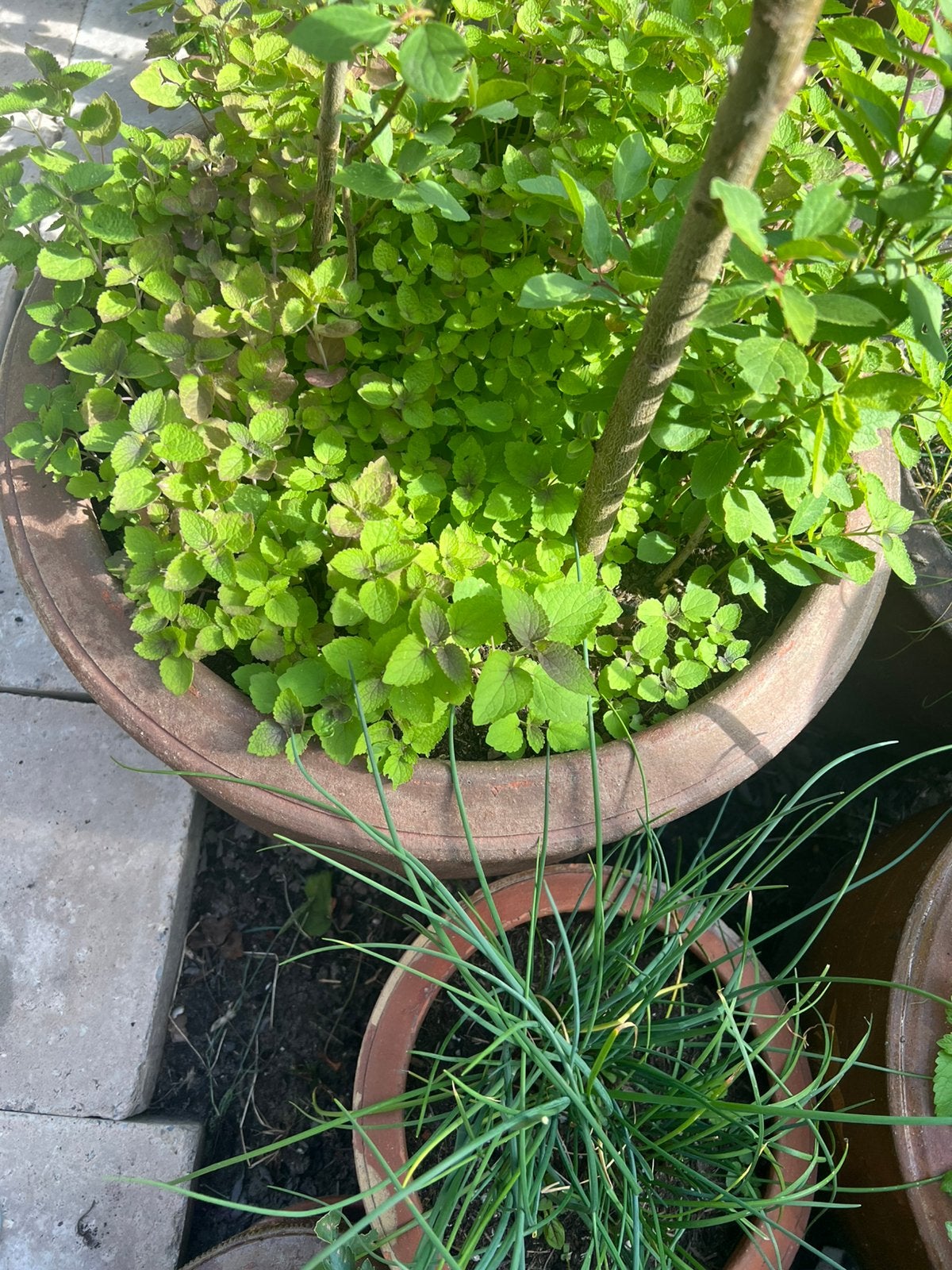 Citroenmelisse, bloedzuring, dropplant, Tuin en Terras, Planten | Tuinplanten, Vaste plant, Ophalen of Verzenden, Bloeit niet