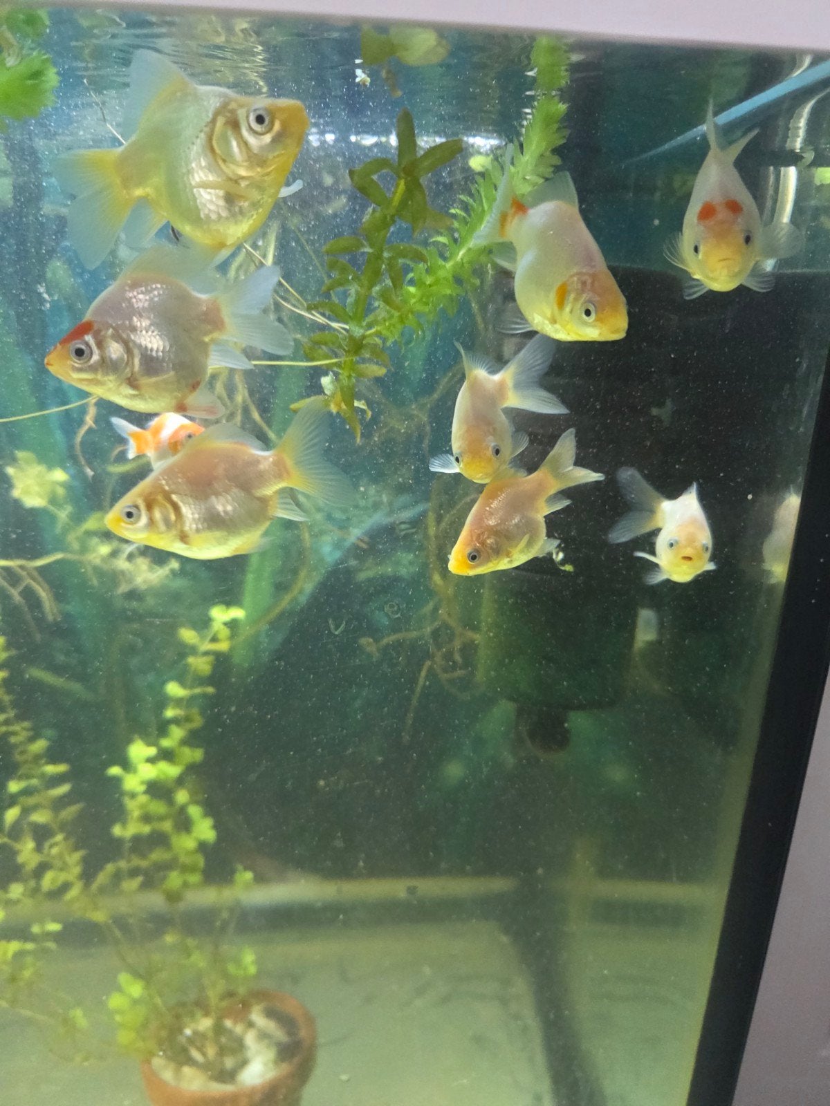 Baby Tamasaba sluierstaart van 28 juni!!, Vis