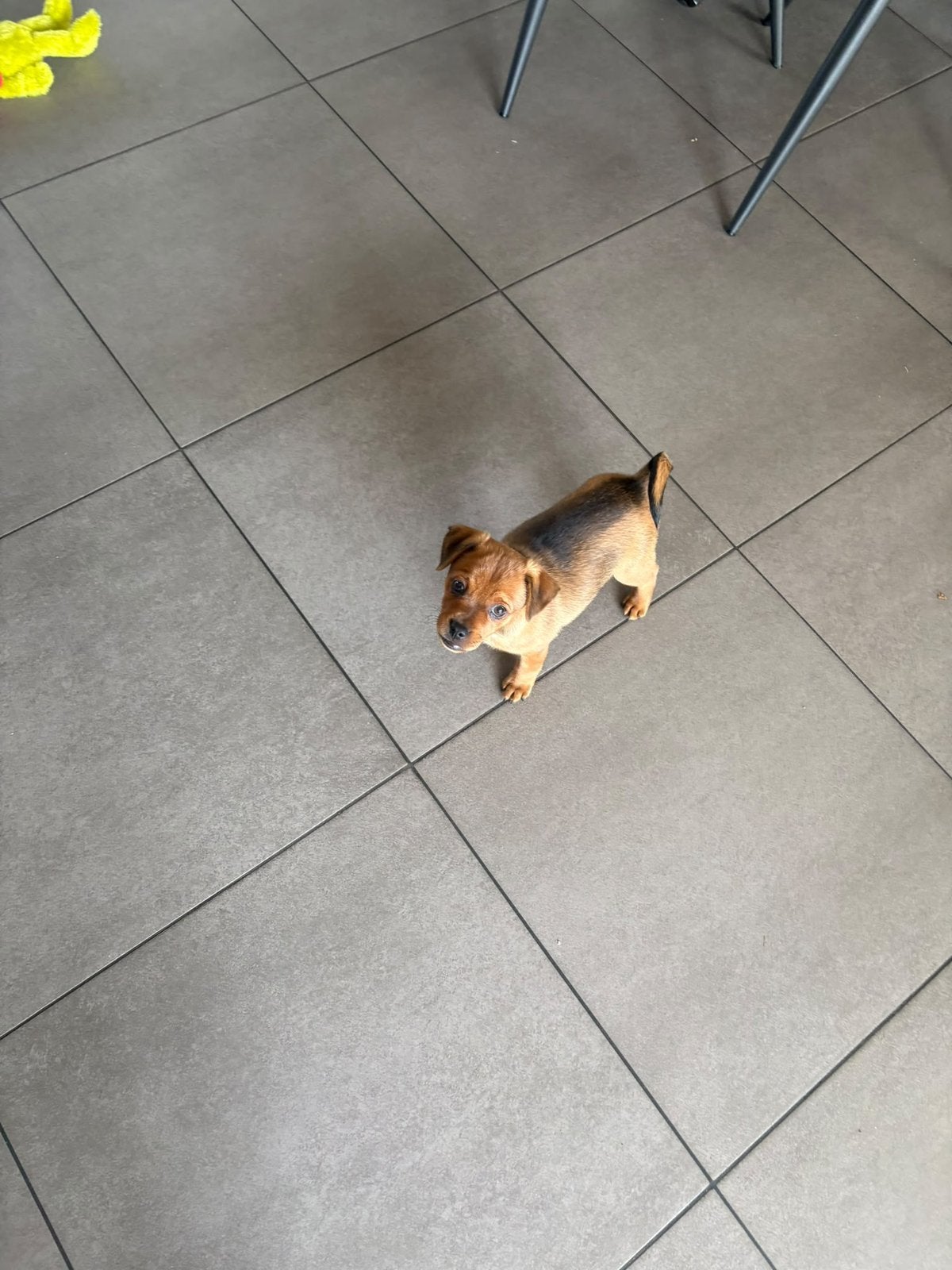 Mopshondje/ jackrussel puppy, Reu, 8 tot 15 weken, Eén hond, Klein