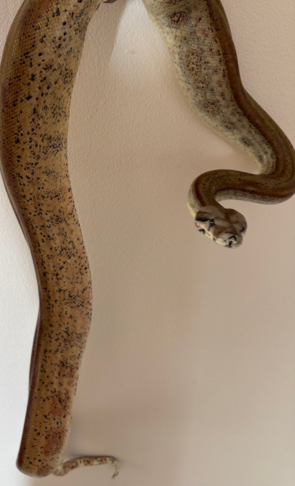Boa Contrictor Imperator(Hypo Motley) Boa Constrictor - female for sale from David