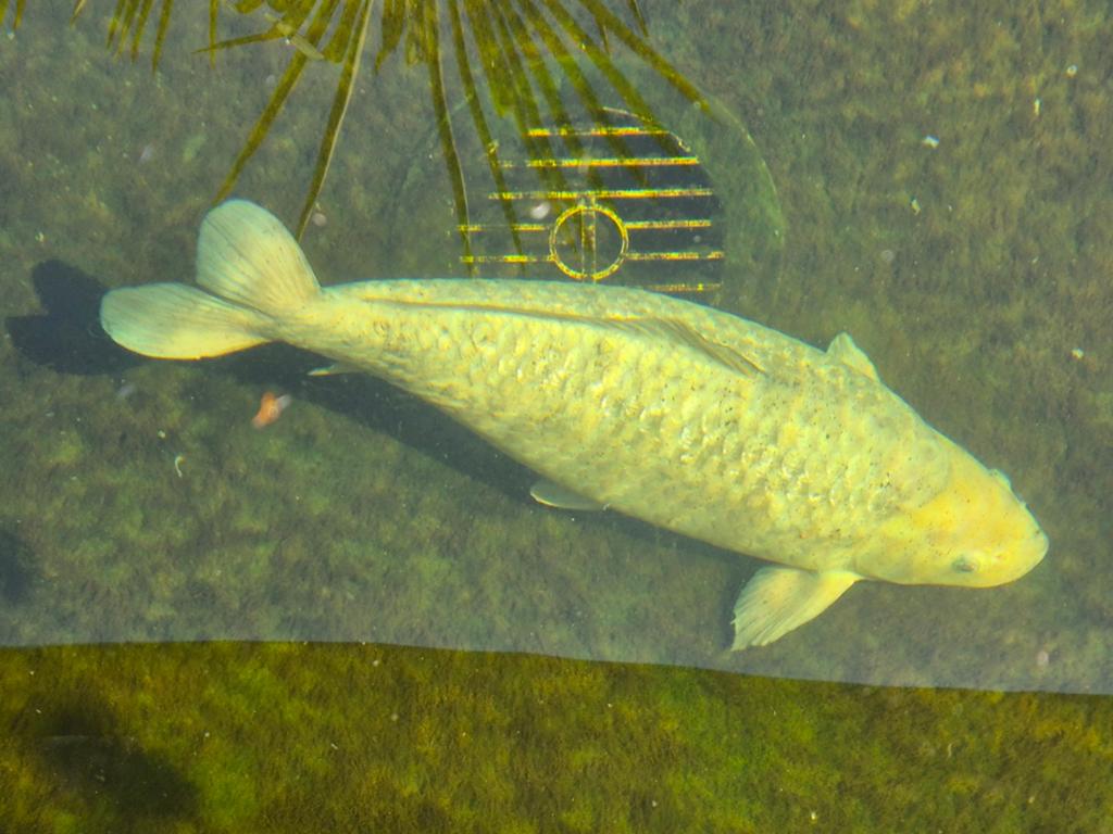 Ginrin Soragoi (koi karper), Karper of Koi