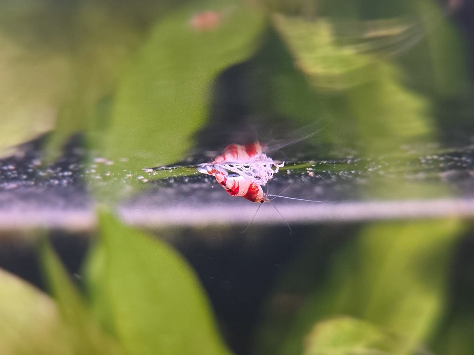 Caridina Crystal Red garnalen, gekweekt op leidingwater, Dieren en Toebehoren, Kreeft, Krab of Garnaal, Zoetwatervis, Schoolvis