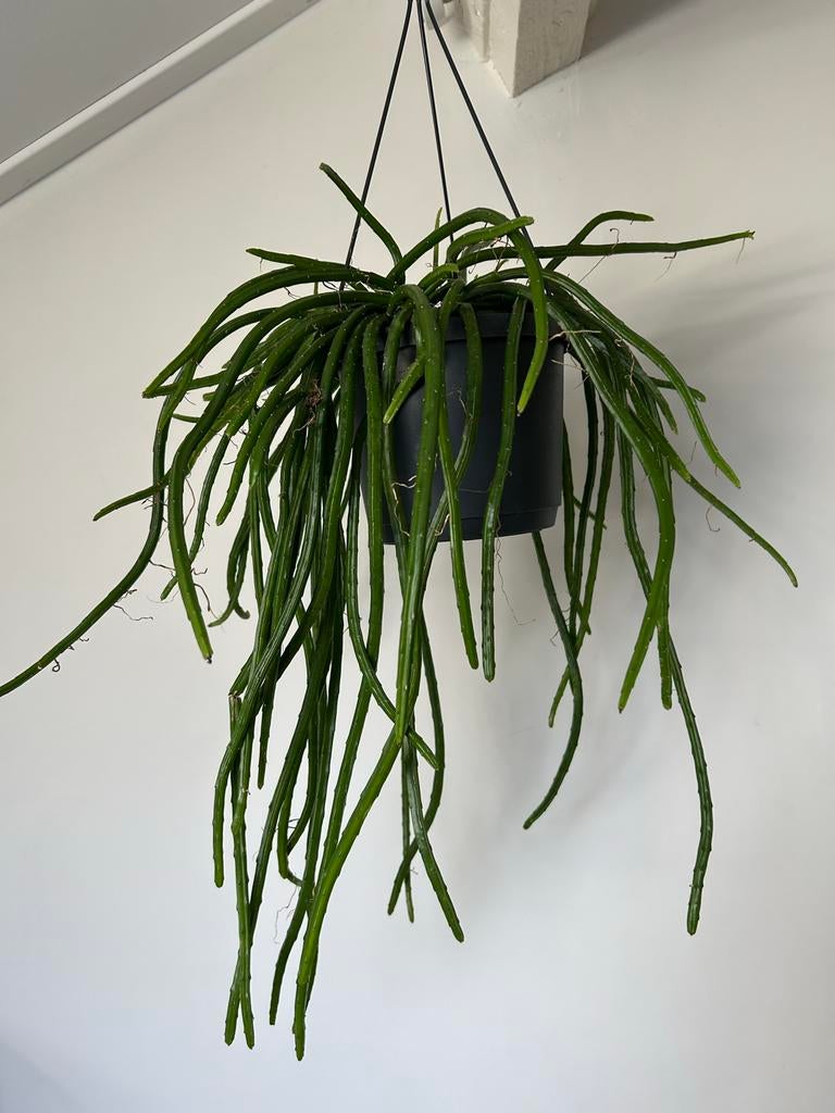 Rhipsalis hangplant kamerplant, Ophalen, Overige soorten, Halfschaduw, In pot