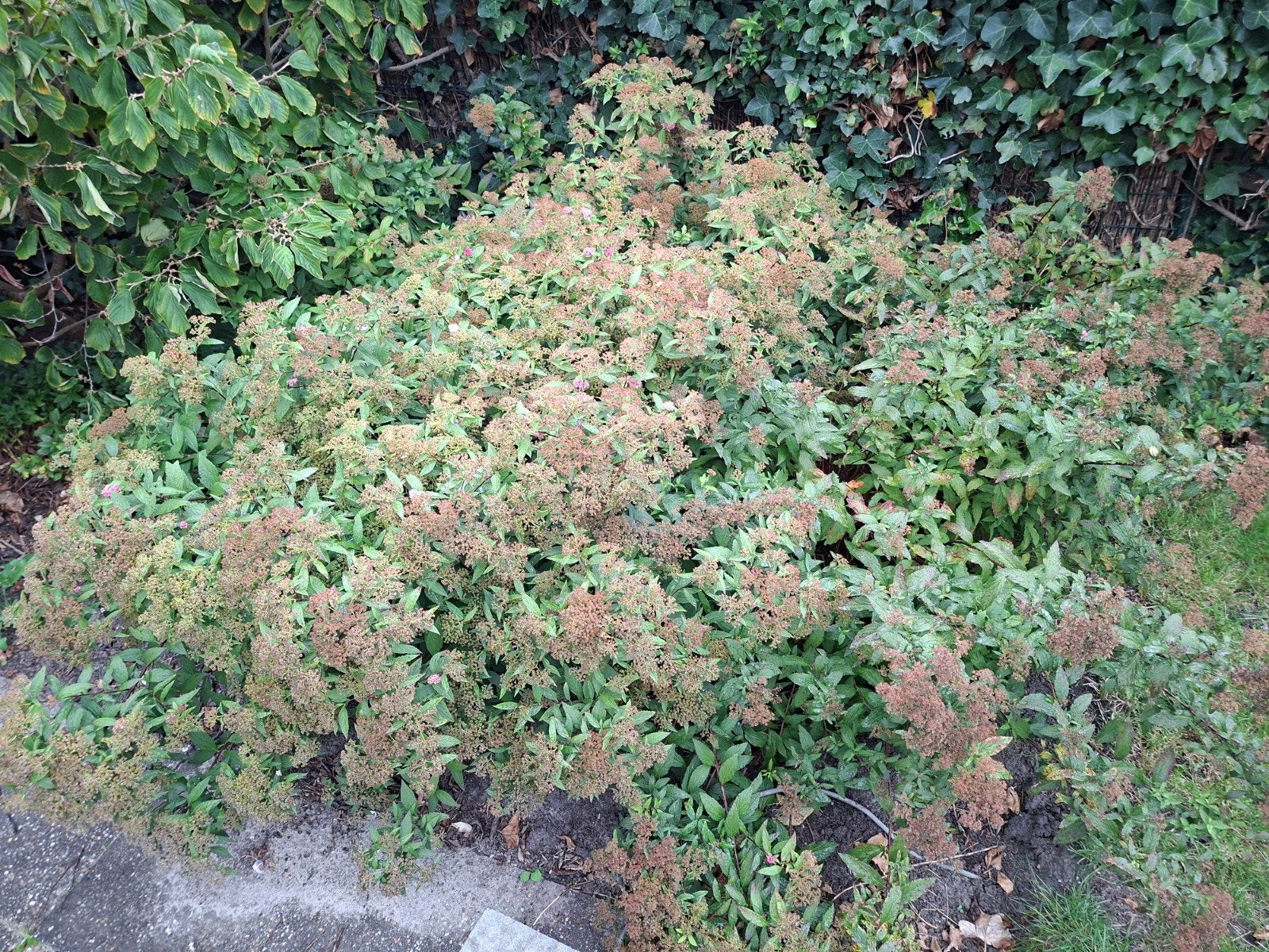 6x Spirea plant, Ophalen, Overige soorten, Minder dan 100 cm