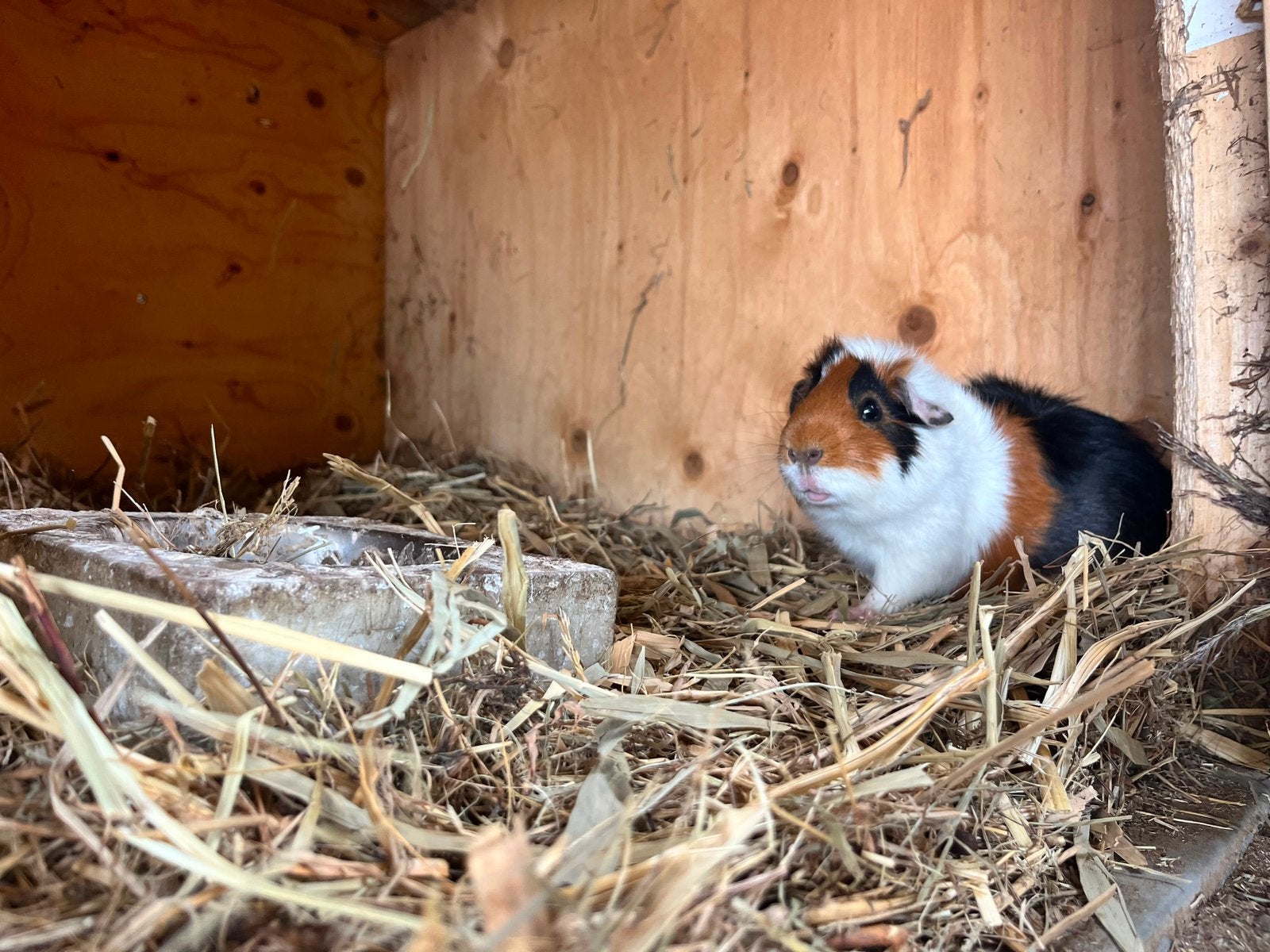 Super lieve cavia beertjes, Cavia, Mannelijk, Januari, Tam