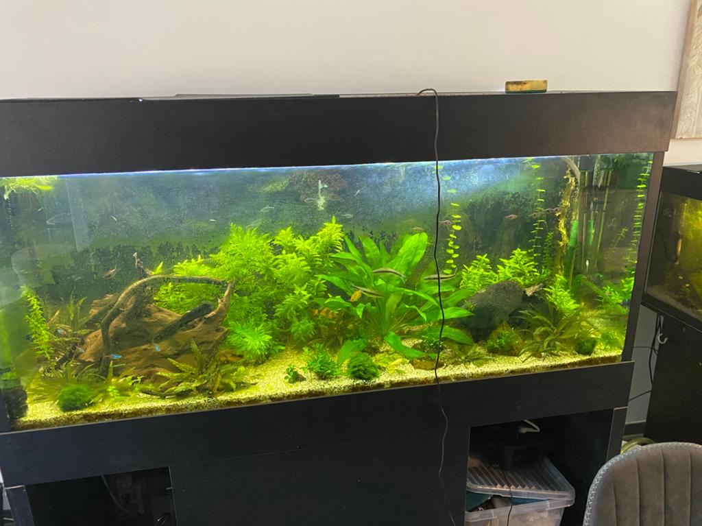Aquarium 160 x 55x 77, Dieren en Toebehoren, Ophalen, Inclusief vissen, Zo goed als nieuw, Gevuld zoetwateraquarium