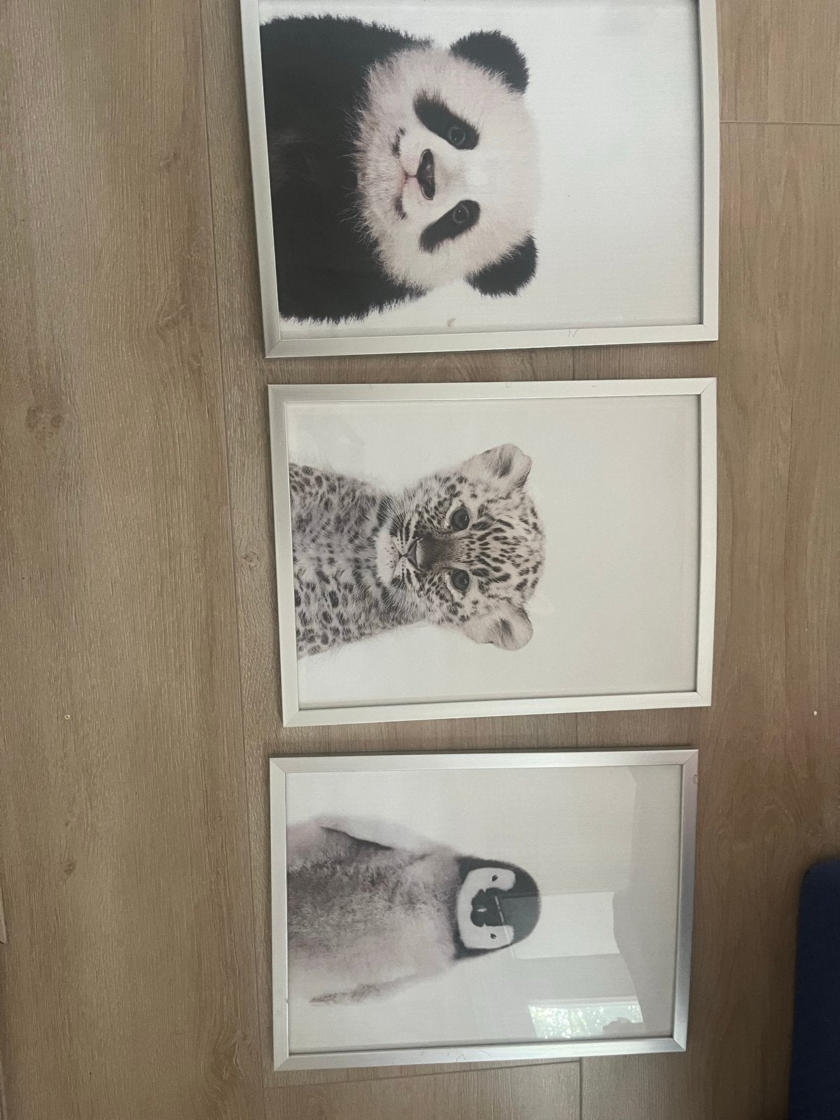 Set van 3 ingelijste baby dieren posters, Kunststof, Ophalen of Verzenden, Zo goed als nieuw, Fotolijst