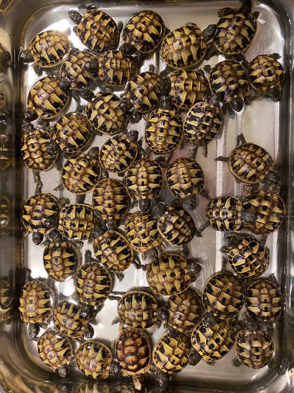 Prachtige, gezonde Griekse Landschildpadden. Nakweek 2026 Tortoise photo 6