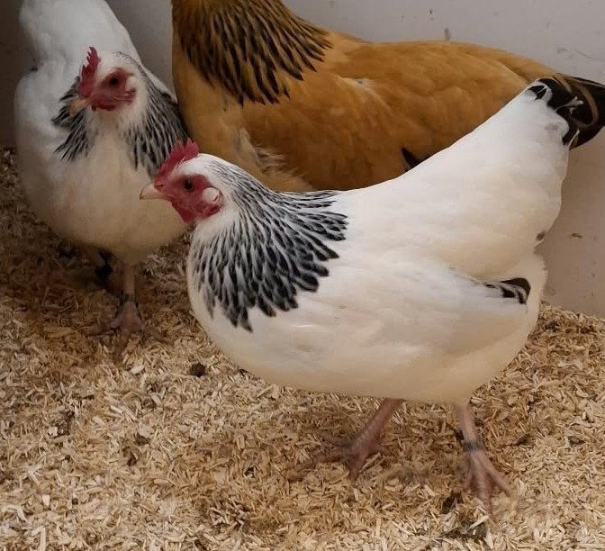 Prachtige Sussex krielhennen wit zwartcolumbia te koop, Dieren en Toebehoren, Vrouwelijk, Kip