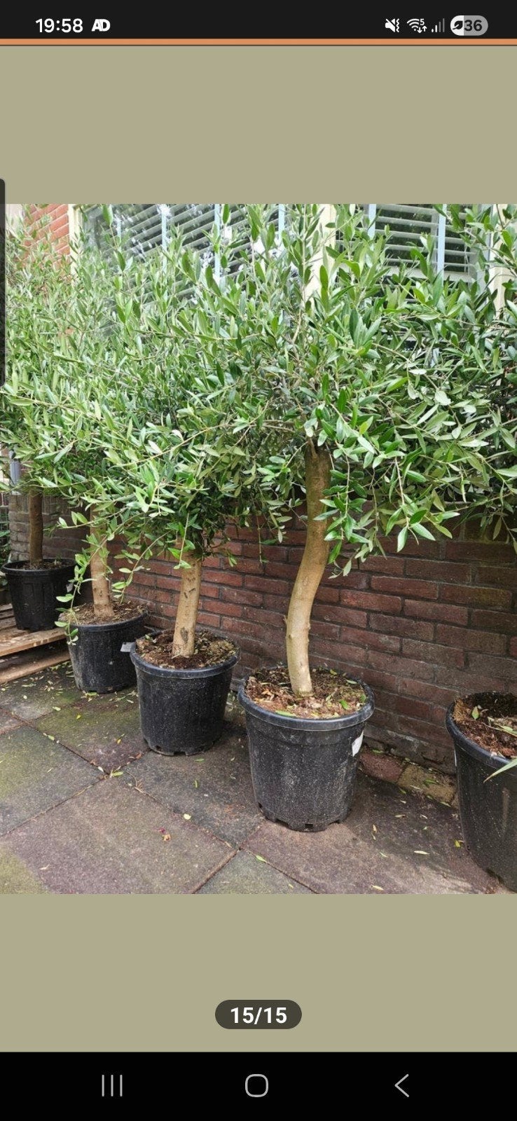 Olijfbomen 270 hoog, dikke vertakte grillige stam, Tuin en Terras, Planten | Bomen, 100 tot 250 cm, Zomer, Palmboom, Ophalen