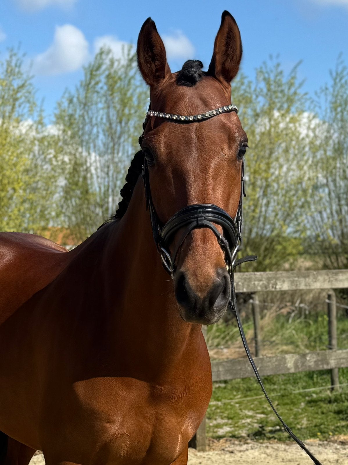 Super lieve, leuke, brave ruin te koop, Ruin, Recreatiepaard, 3 tot 6 jaar