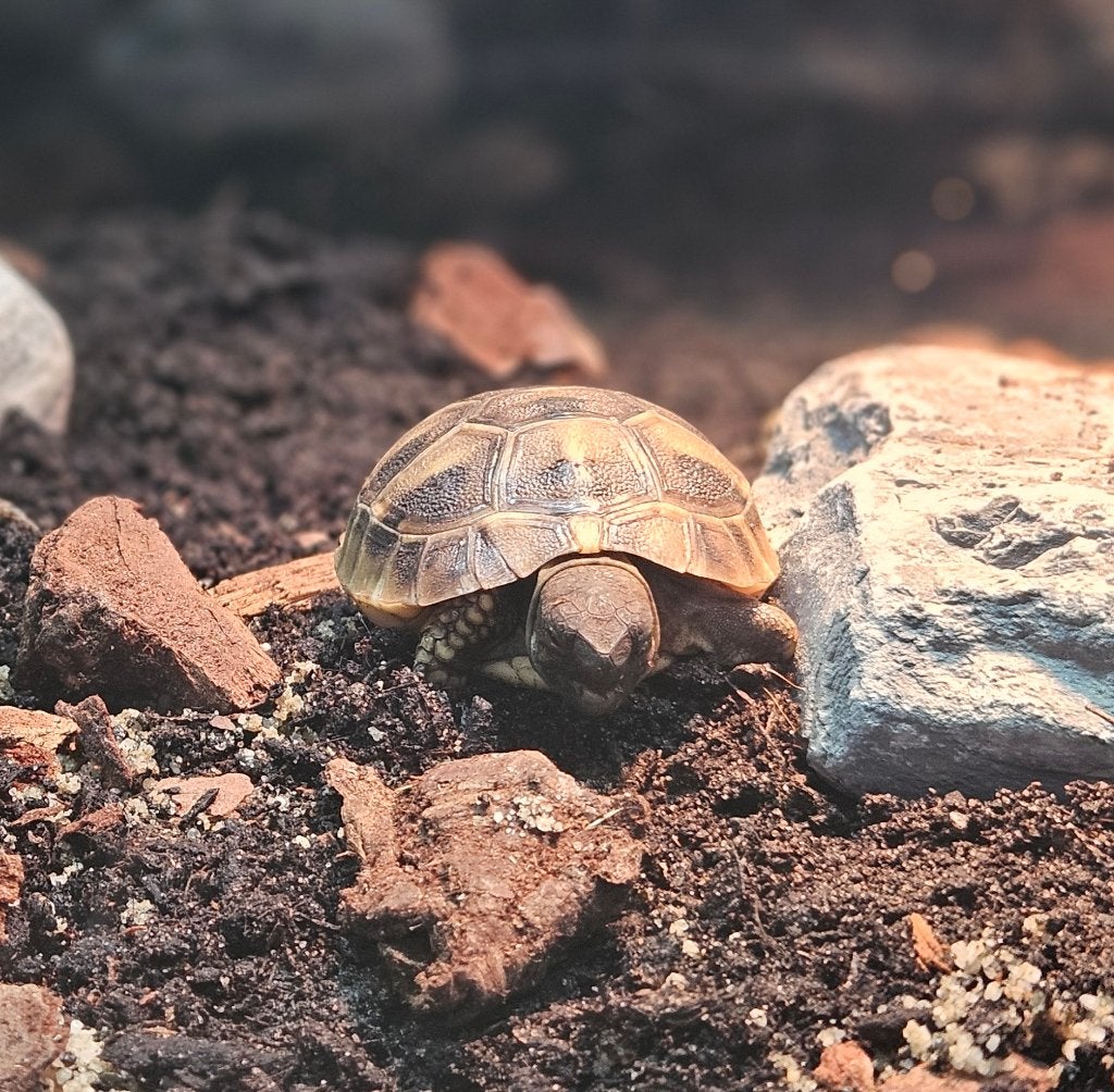 2 jonge Griekse landschildpadden + compleet Juwel terrarium Tortoise - unknown for sale from Edwin