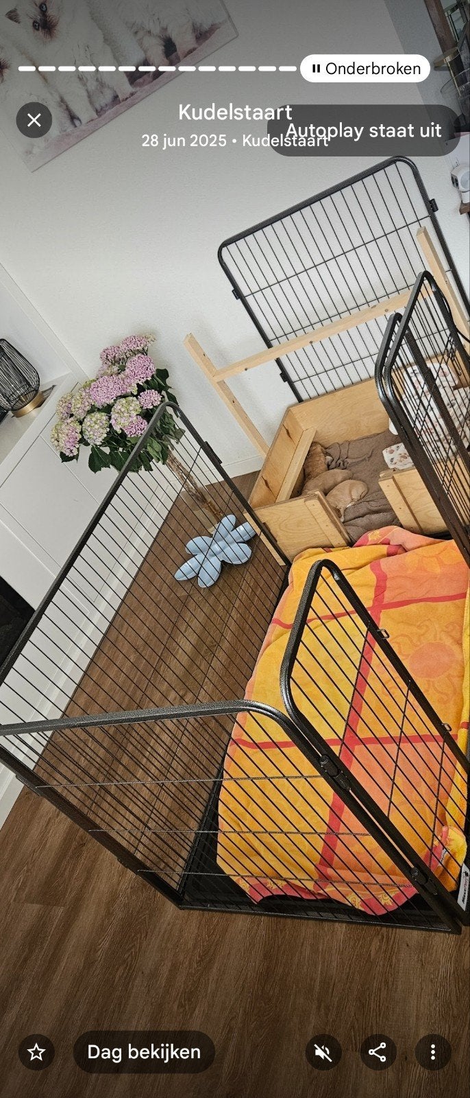 Ren, Dieren en Toebehoren, Ophalen of Verzenden