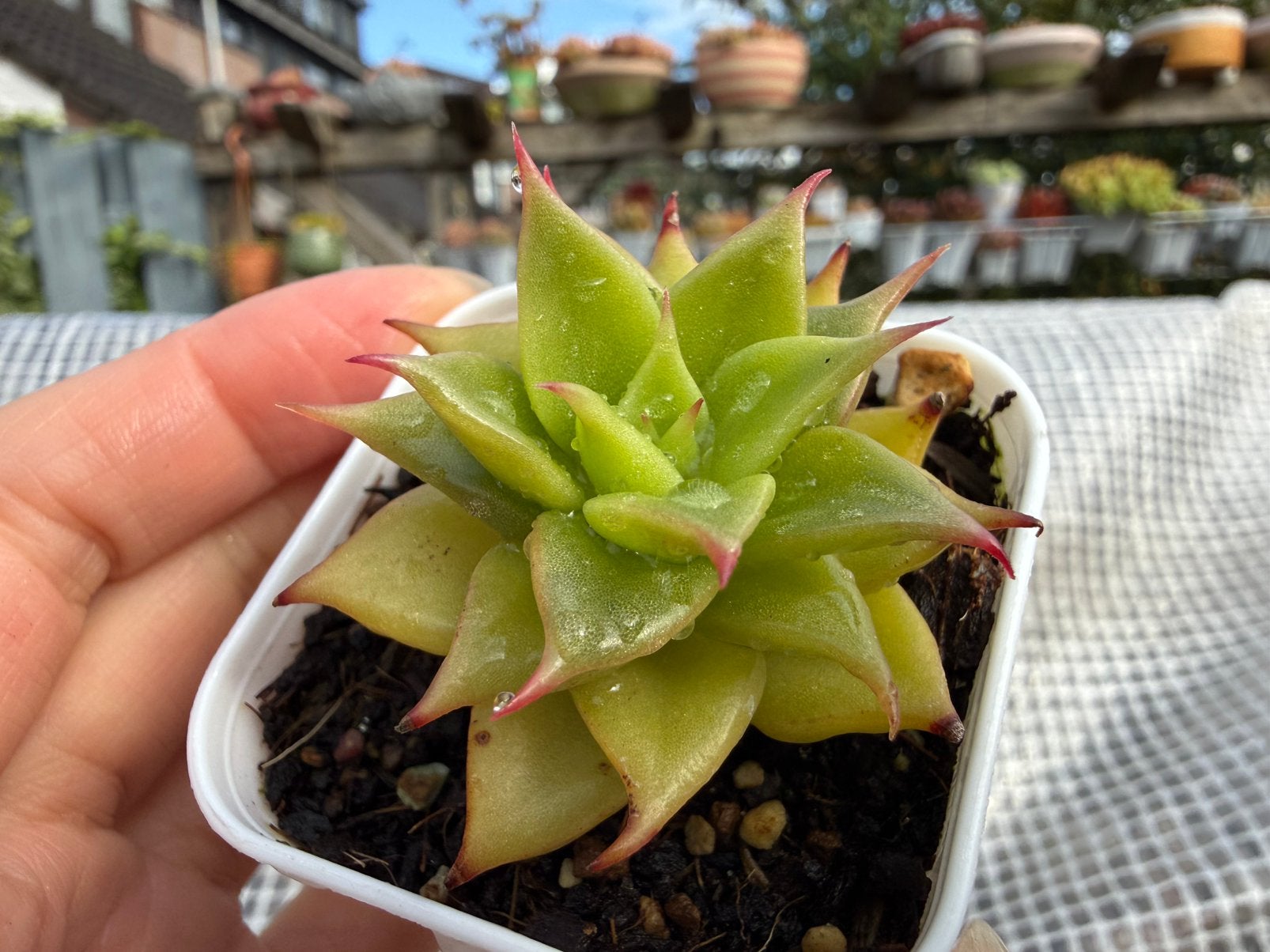 Echeveria agavoides Macabeana/pot 5cm/vetplant/succulent, Ophalen of Verzenden, Halfschaduw, Minder dan 100 cm