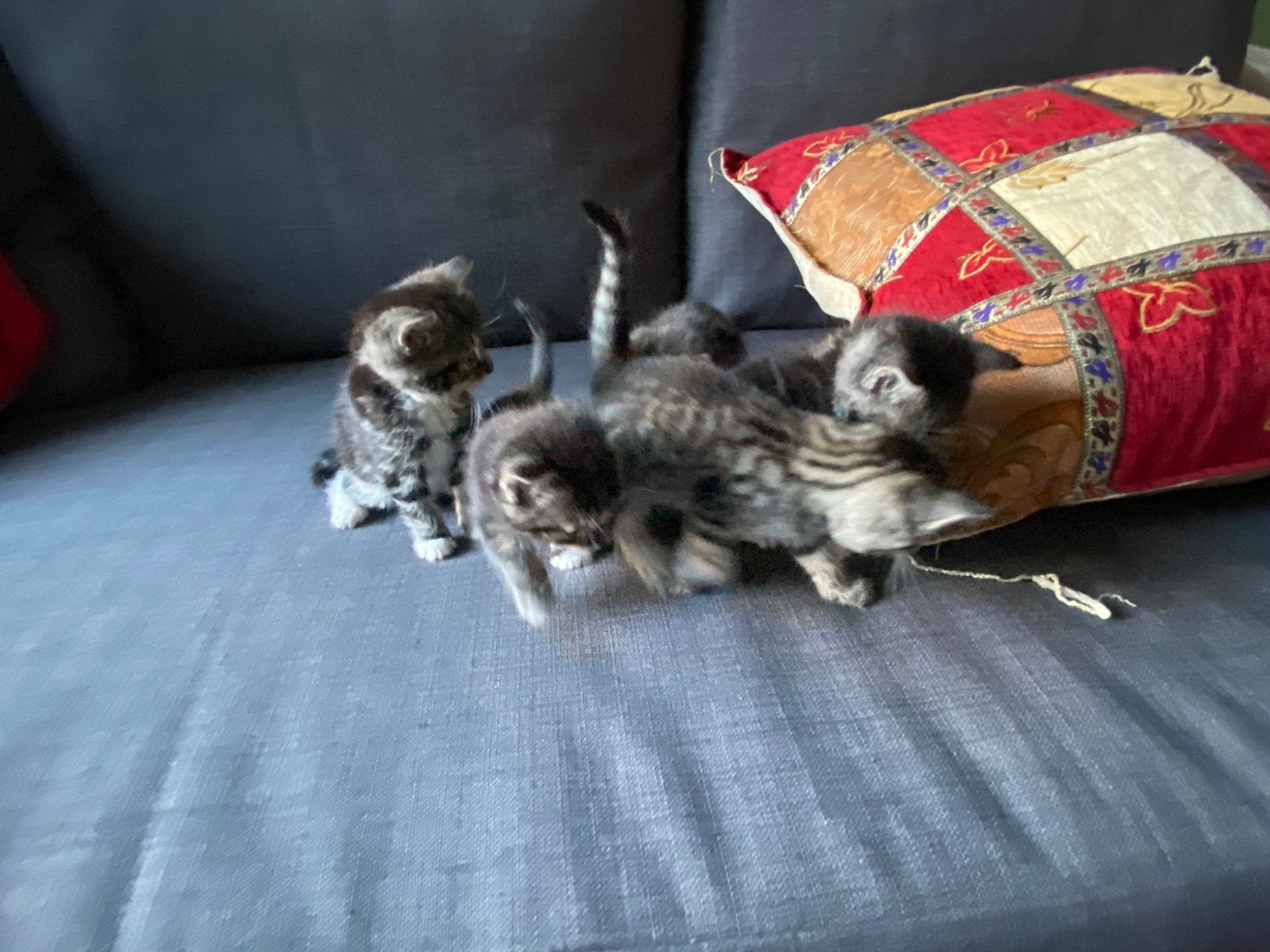 Prachtige en heel lief Kittens en met zijn moeder, Dieren en Toebehoren