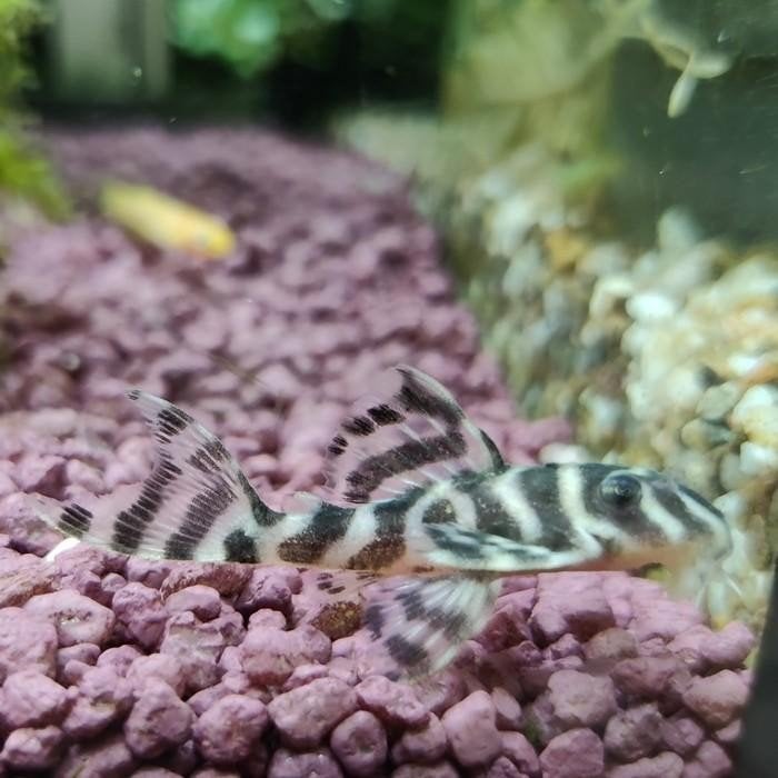 L236 Hypancistrus species, Vis