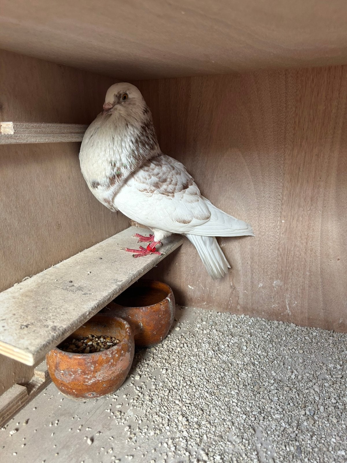 Vaalbonte duif, Dieren en Toebehoren, Vogels | Duiven, Vrouwelijk, Kropper