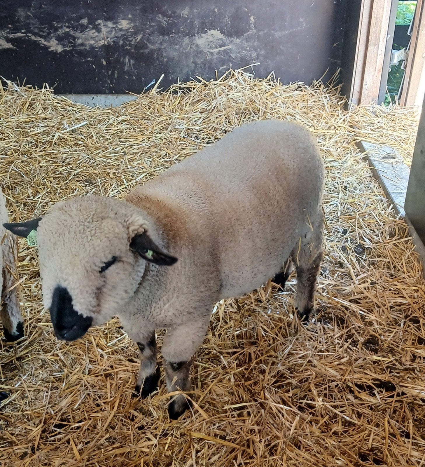 Hampshire down ram, Dieren en Toebehoren, Schapen, Geiten en Varkens, Mannelijk, Schaap