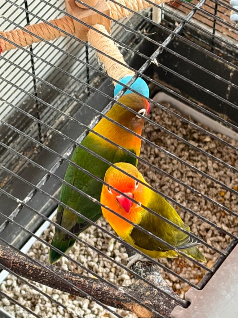 Couple Agapornis + kooi, Dieren en Toebehoren, Vogels | Parkieten en Papegaaien, Dwergpapegaai of Agapornis, Tam