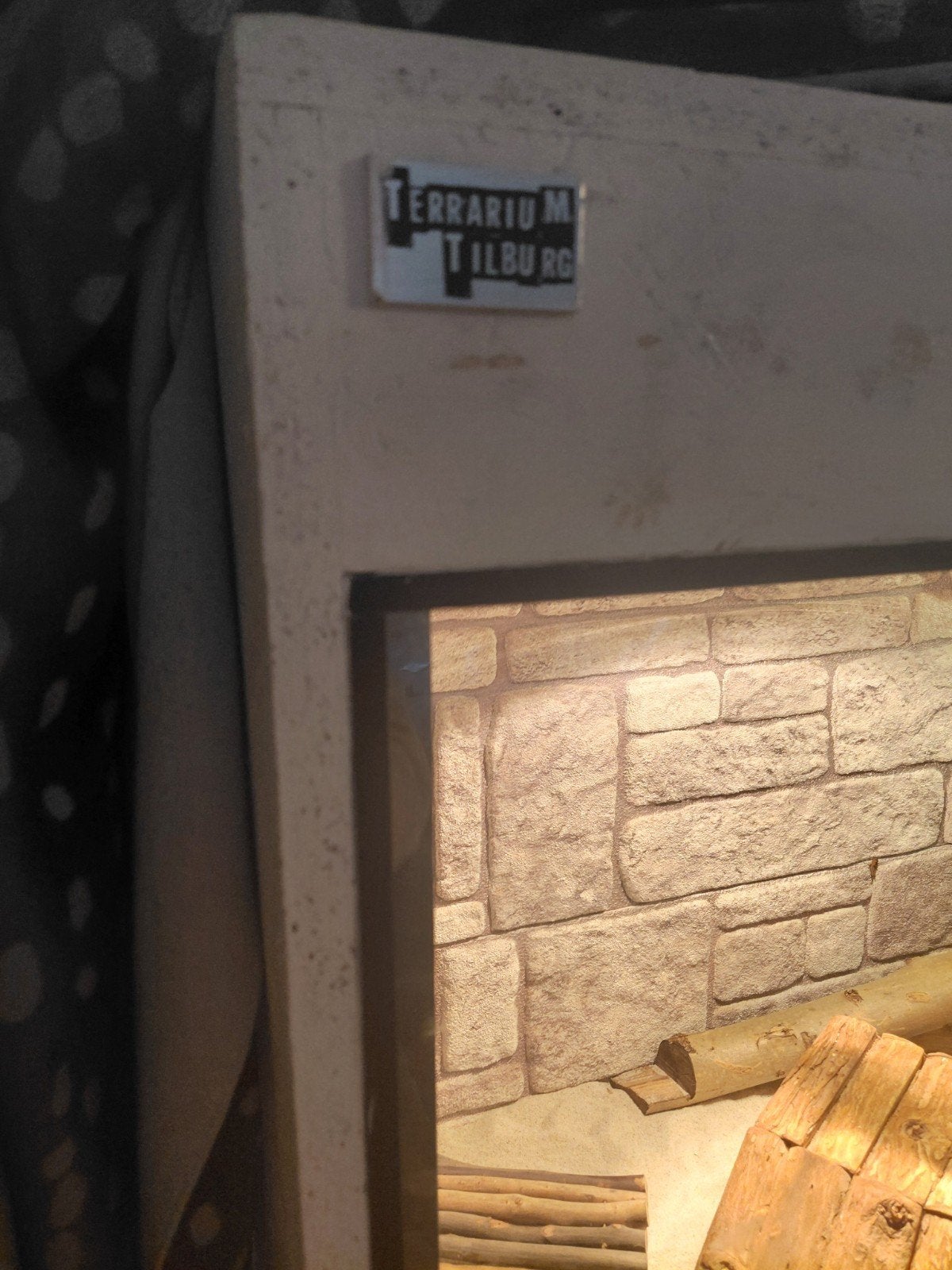 Lief, tam baardagaam vrouwtje. (lees a.u.b omschrijving️) Bearded Dragon photo 6