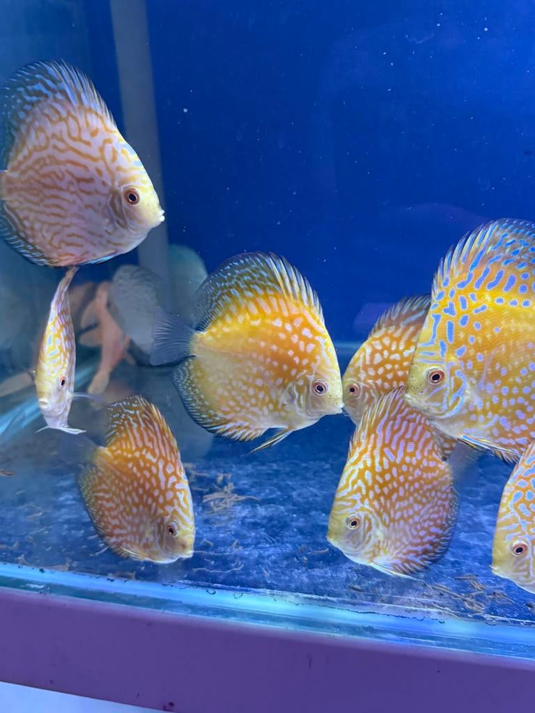 Discus yellow checkerboard discusvissen, Vis