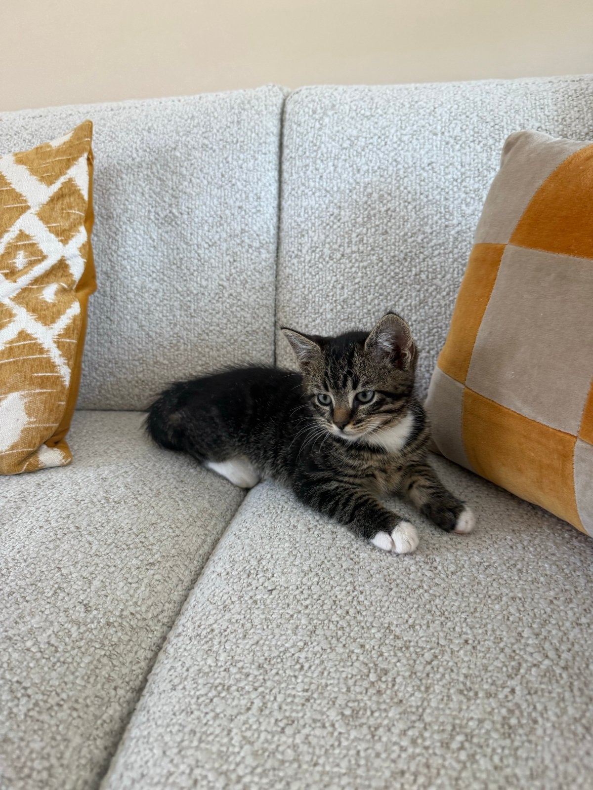 Kitten op zoek naar een warm thuis, Dieren en Toebehoren, Katten en Kittens | Overige Katten, Kortharig, Kater, 0 tot 2 jaar