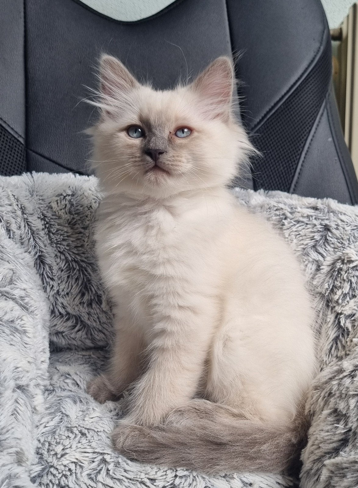 2 Ragdoll kittens, Meerdere dieren, Gechipt, 0 tot 2 jaar