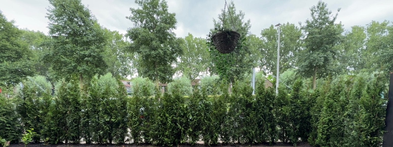 Gratis! 28 grote Thuja Brabant coniferen 175–200 cm hoog, Tuin en Terras, Volle zon, Vaste plant, Zomer, Ophalen
