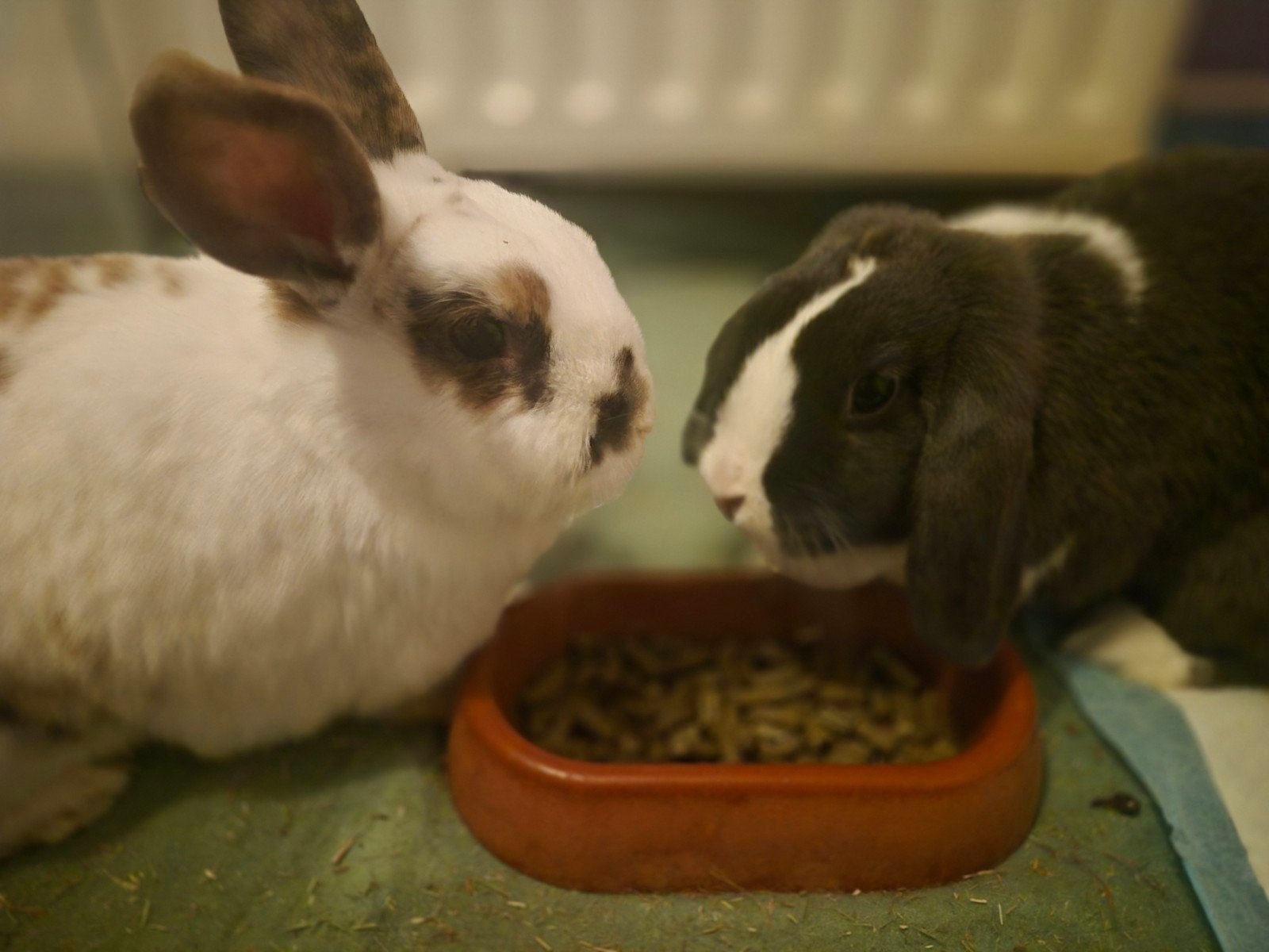 Konijntjes, Meerdere dieren, Klein, Hangoor, 0 tot 2 jaar