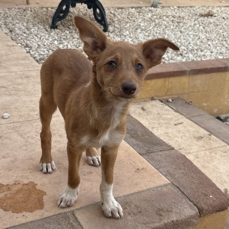 ACE: Rubyu geniet ten volle van bij je te zijn!, Dieren en Toebehoren, Honden | Niet-rashonden, Particulier, 8 tot 15 weken, Buitenland