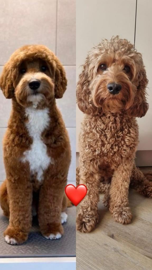 Schitterende kleine medium Australian labradoodle pups, Dieren en Toebehoren, Overige rassen, 8 tot 15 weken, Meerdere, Meerdere dieren