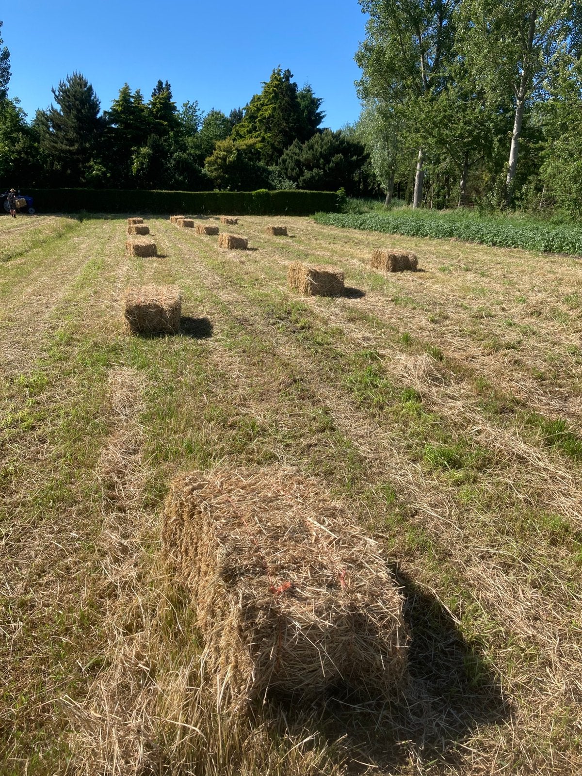 Hooi van eigen weide paardenhooi onkruidvrij, Ophalen, Overige soorten