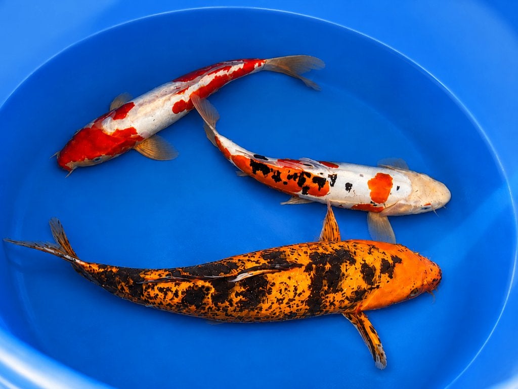 Kohaku, Sanke, Kage Hi-Utsuri 35-48 cm Sansai, Karper of Koi
