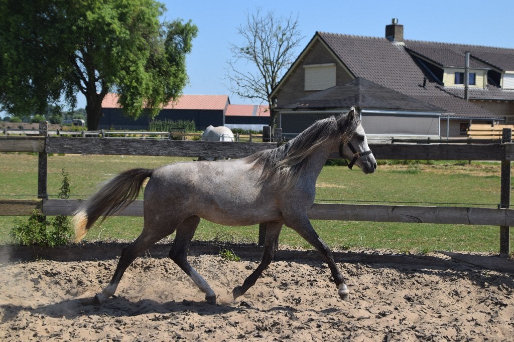 VEILING!!!! Jaarling Welsh merrie met top afstamming!, Dieren en Toebehoren, Pony's, Merrie, Onbeleerd, B pony (1.17m tot 1.27m)