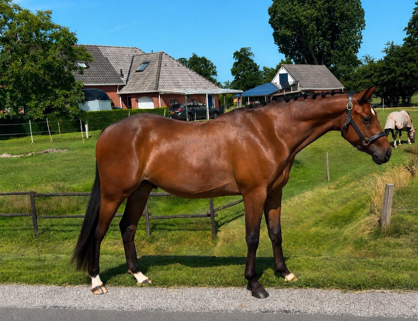 Super knappe E pony, Dieren en Toebehoren, Paarden, Ruin, B, Minder dan 160 cm, 3 tot 6 jaar, Dressuurpaard