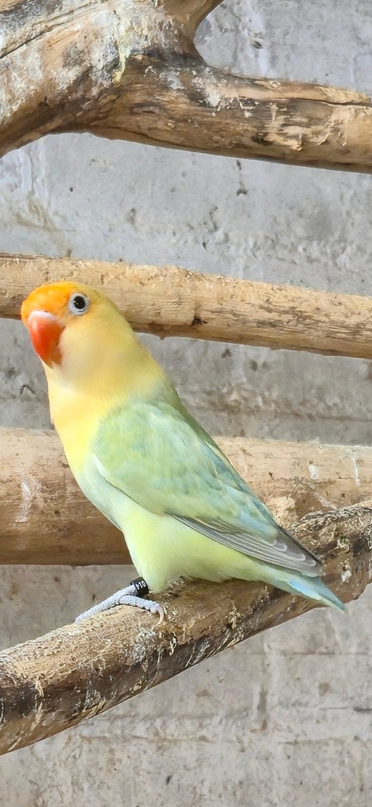 Mooie turquoise dilute fischeri, Geslacht onbekend, Dwergpapegaai of Agapornis, Geringd