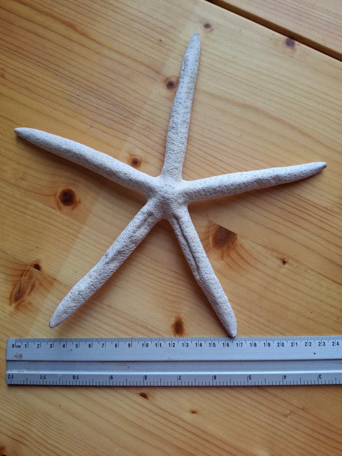 Decoratieve Zeesterren - Diverse Maten, Ophalen of Verzenden, Gebruikt