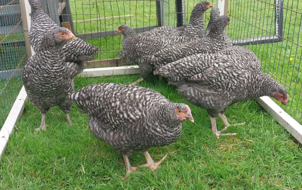 Jonge kippen hollandse blauwe groot ras, Dieren en Toebehoren, Pluimvee, Vrouwelijk, Kip