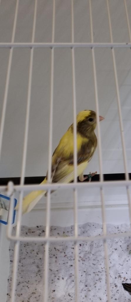 Raza kanaries 2026, Dieren en Toebehoren, Vogels | Kanaries, Geslacht onbekend, Kleurkanarie