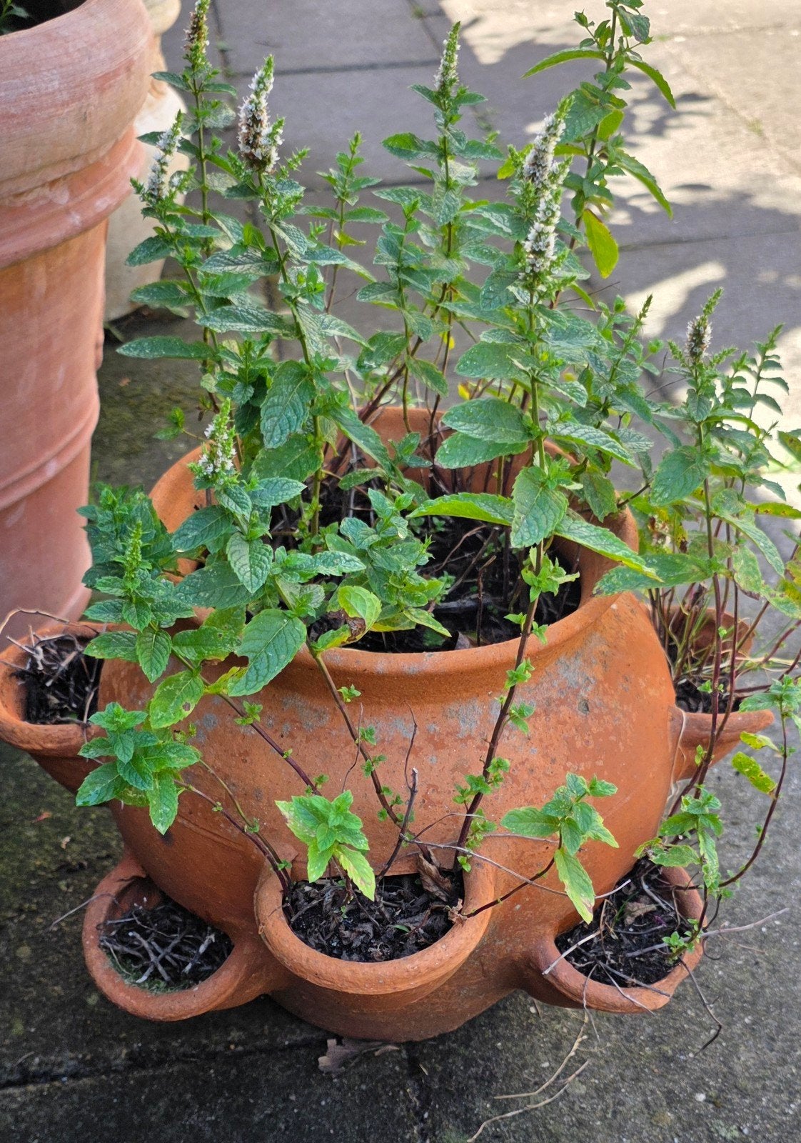 aardbeien pot, Ophalen, Eenjarig, Kruiden, Volle zon